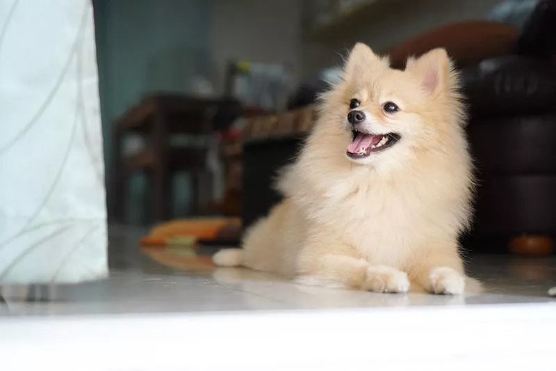 Pomeranian resting