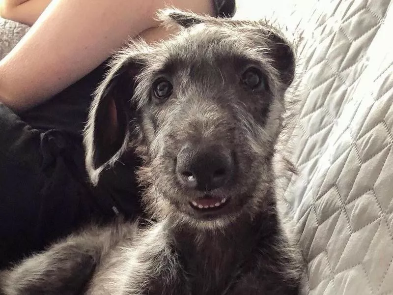 Scottish Deerhound puppy