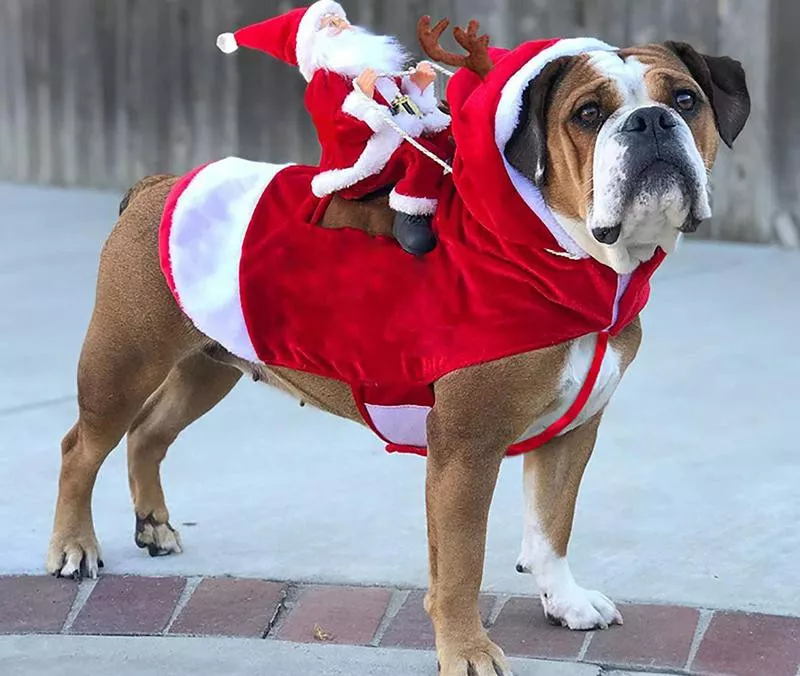 christmas dog costume