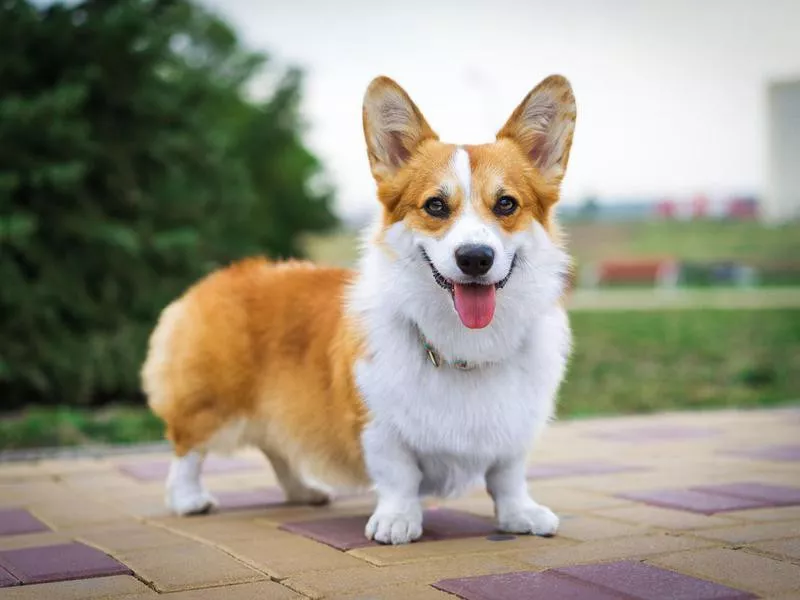 Pembroke Welsh corgi