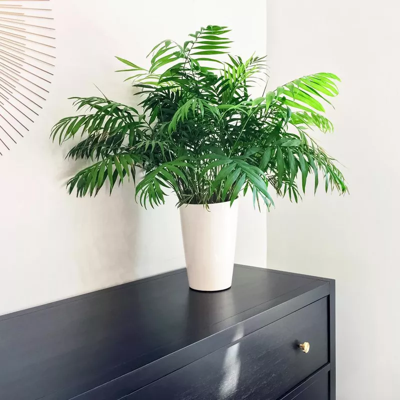 Parlor palm plant decorating black wooden dresser