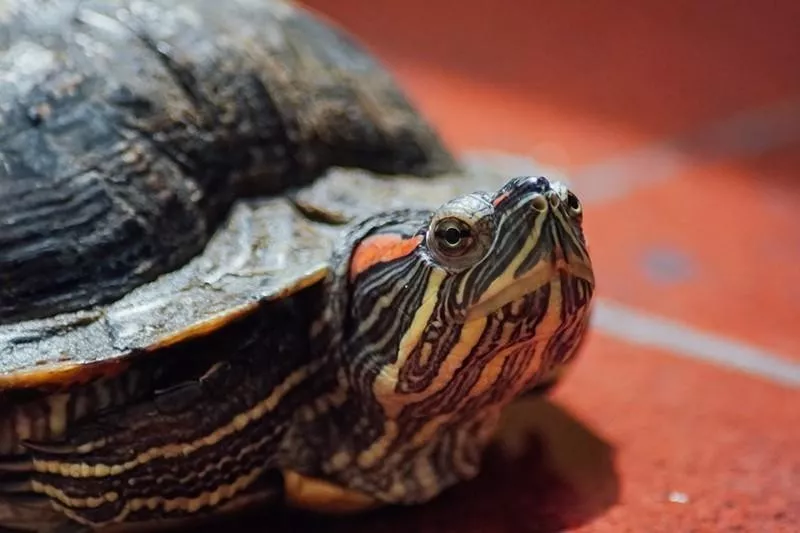 Red-Eared Slider Turtle