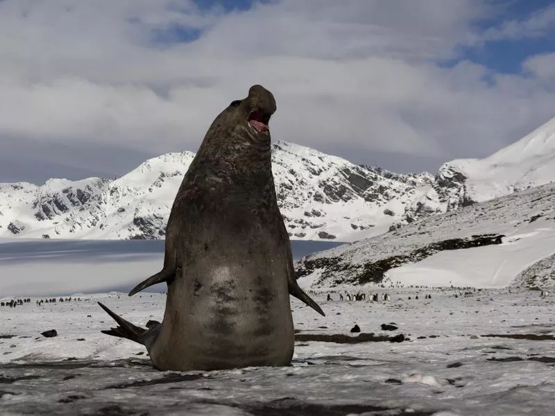 Southern elephant seal