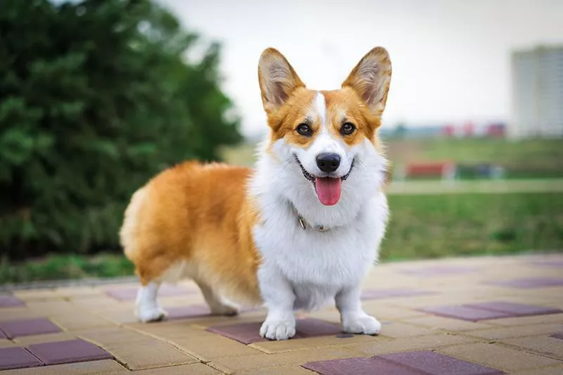 Pembroke Welsh corgi