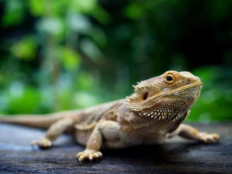 Bearded Dragon