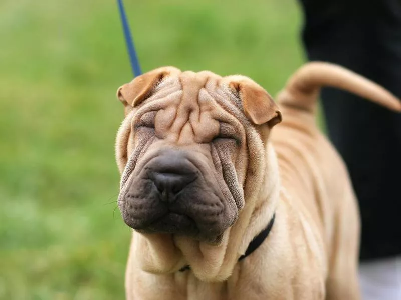 Shar Pei