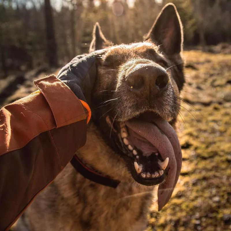 Happy dog being petted