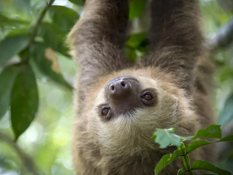 Two-toed sloth