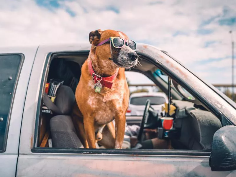 Dog riding in a car