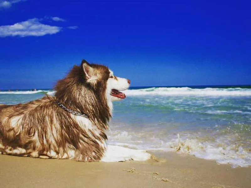 Dog laying on the sand at Island Beach State Park