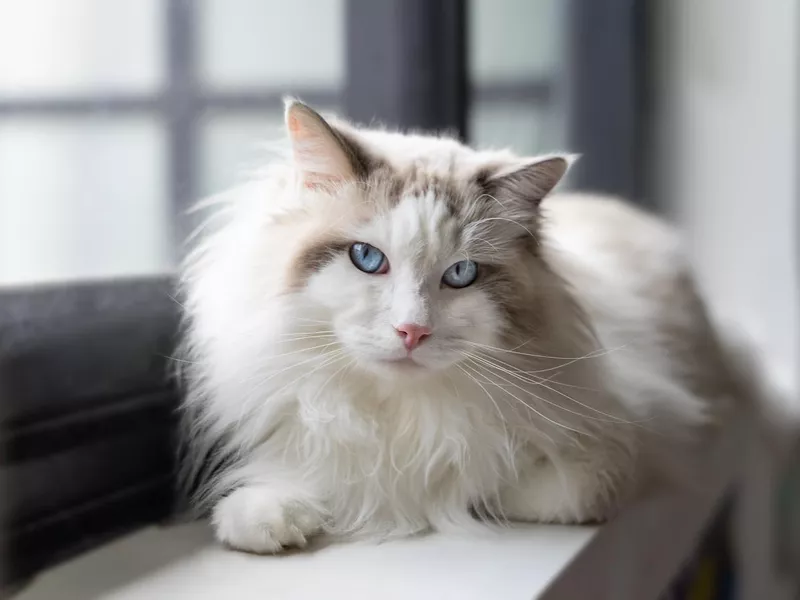 Ragdoll cat sitting on a window