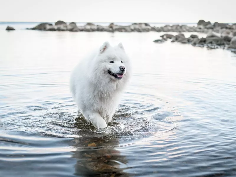 samoyed dog walking