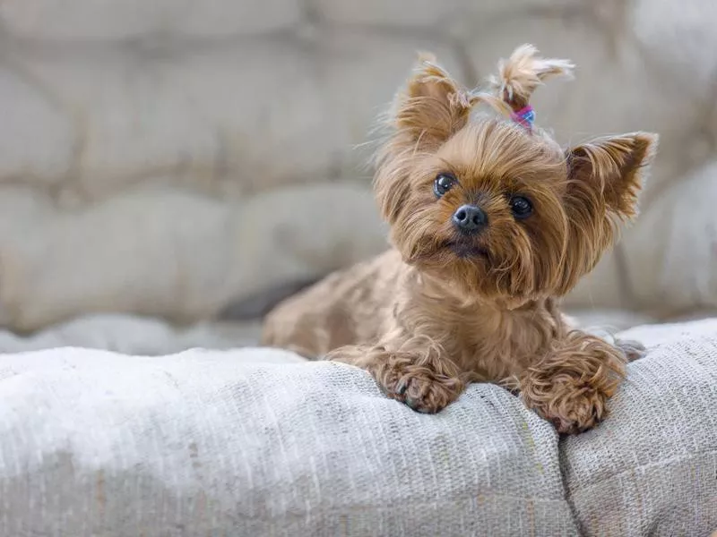 Yorkshire terrier