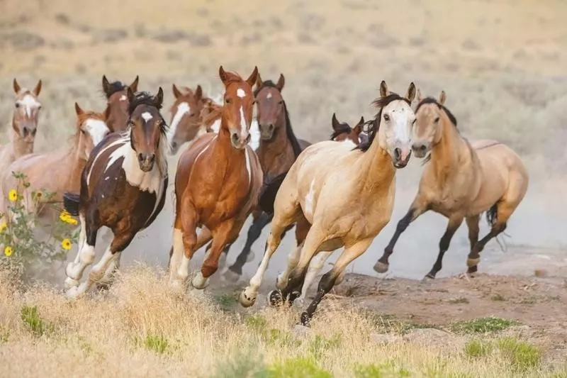 mustang