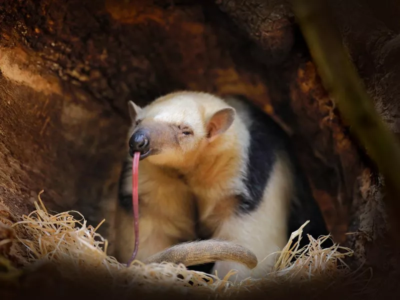 Anteater with long muzzle