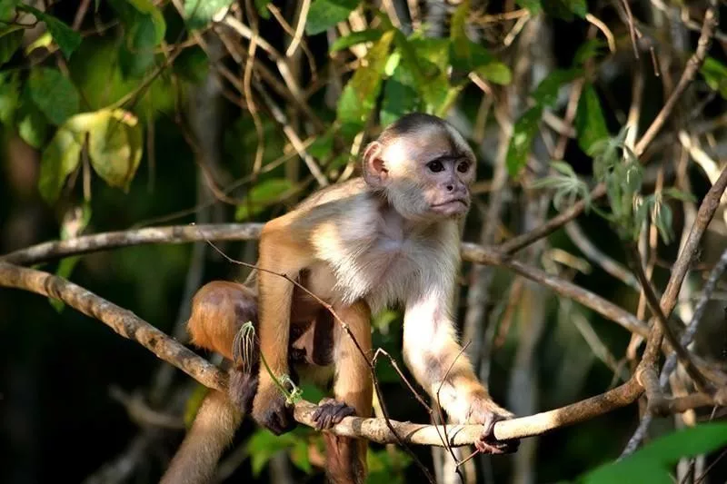 Capuchin Monkey