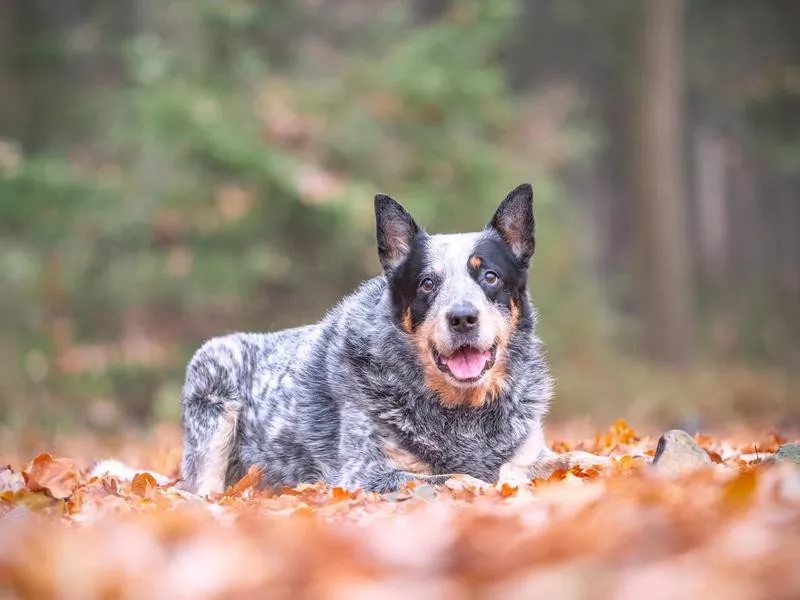 Blue Heeler