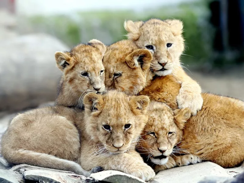 Many young lions together