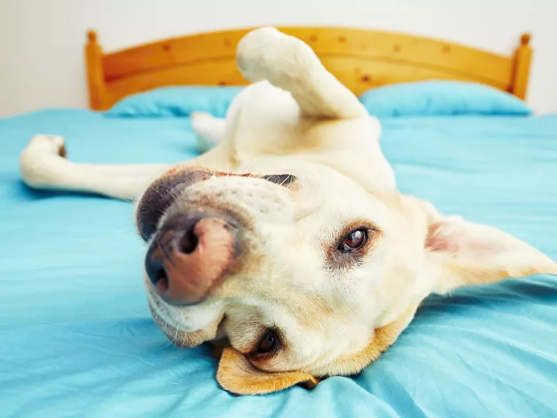 Dog is lying on back on the bed