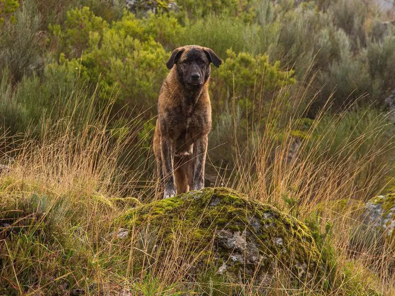 Estrela Mountain Dog