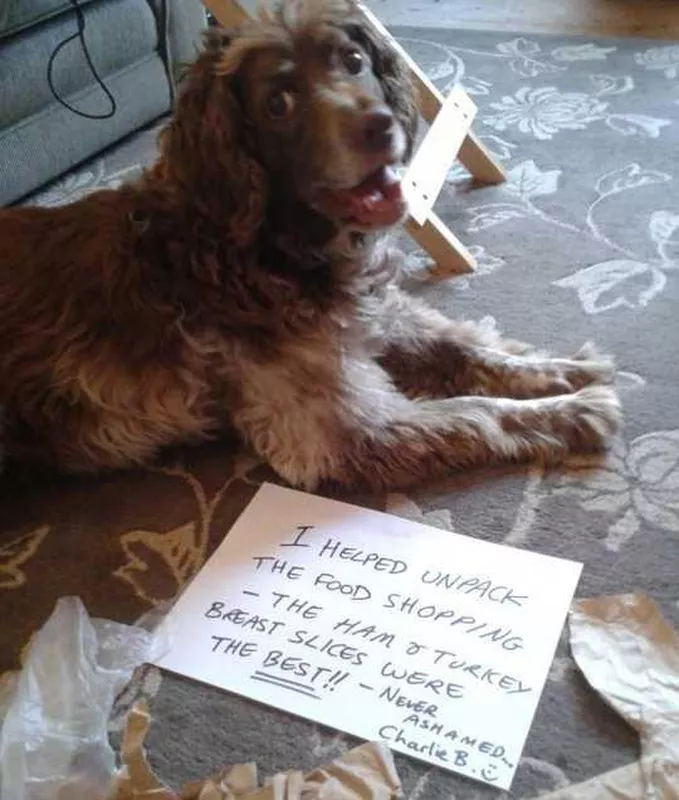 Dog getting shamed for eating the groceries