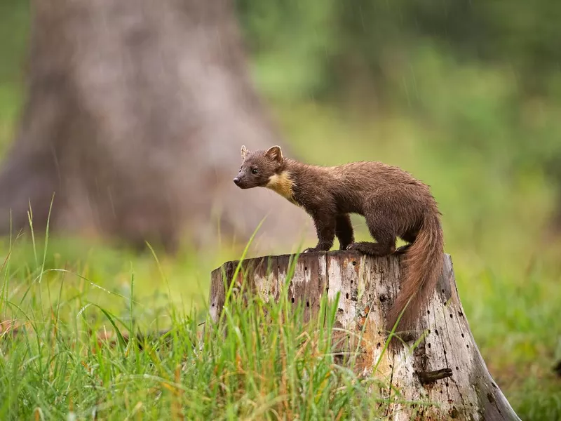 Pine Marten on tree stump