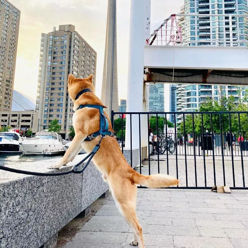 dog in the city