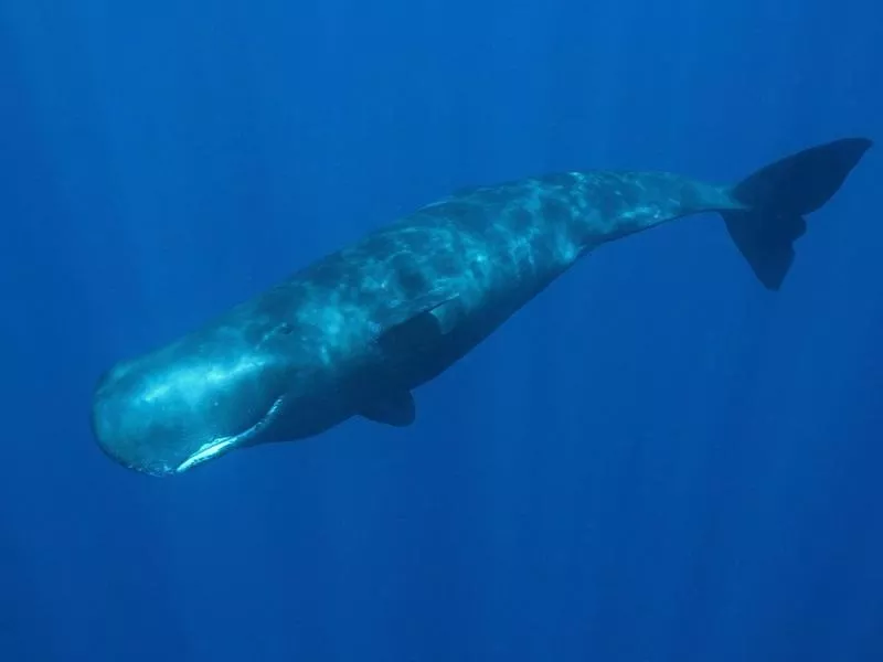 Sperm Whale