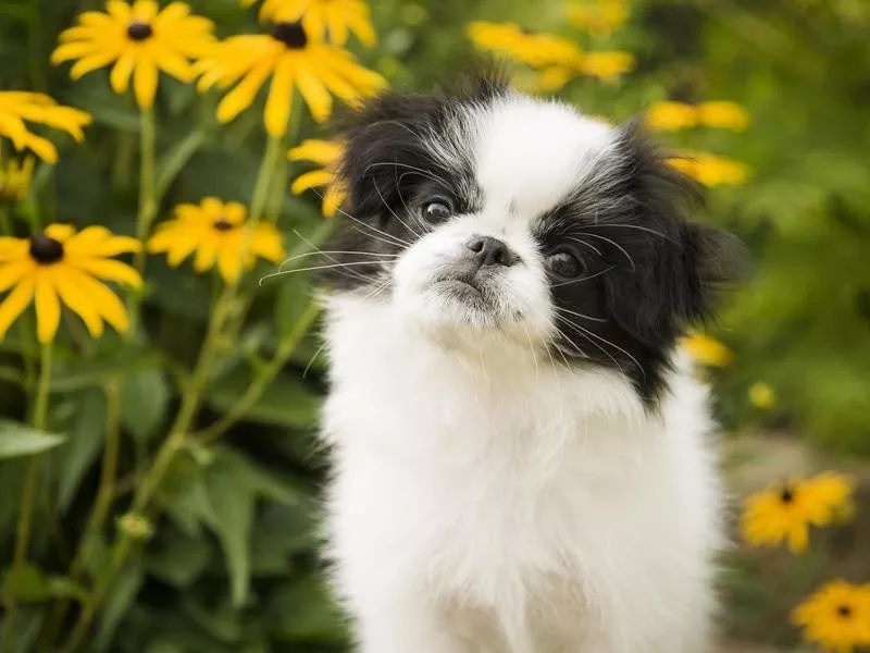 Japanese Chin