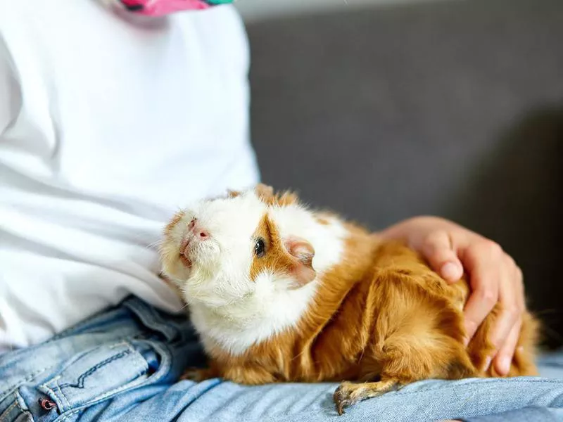 Little girl in mask playing with red guinea pig, cavy at home at sofa while in quarantine.