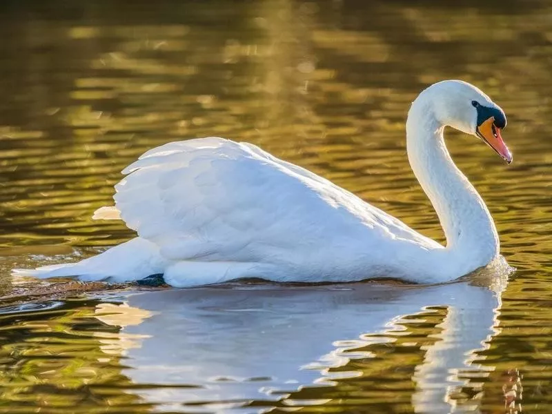 swan