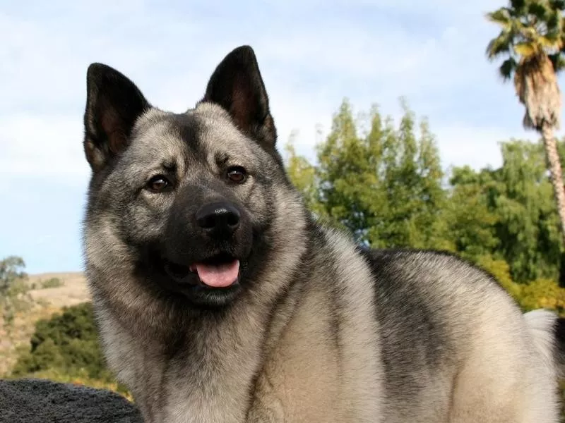 Norwegian Elkhound