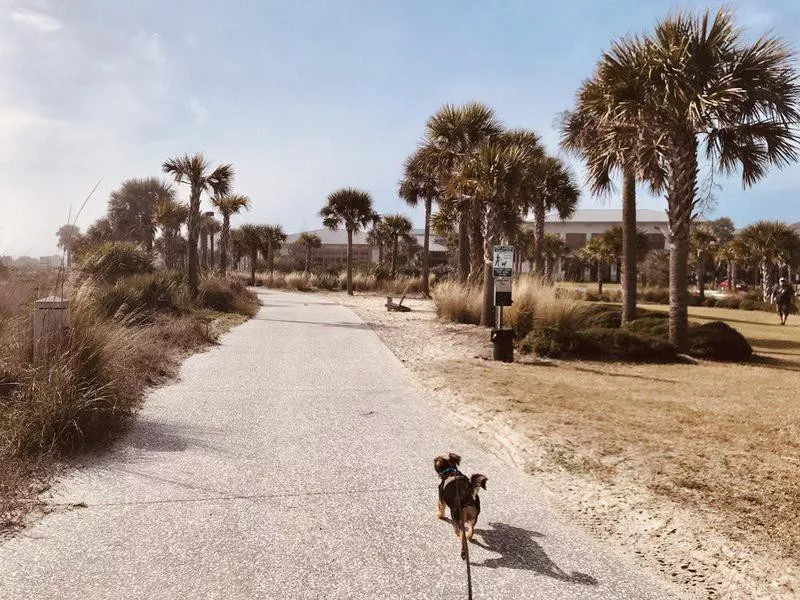 Dog on a walk at Great Dunes Beach Park