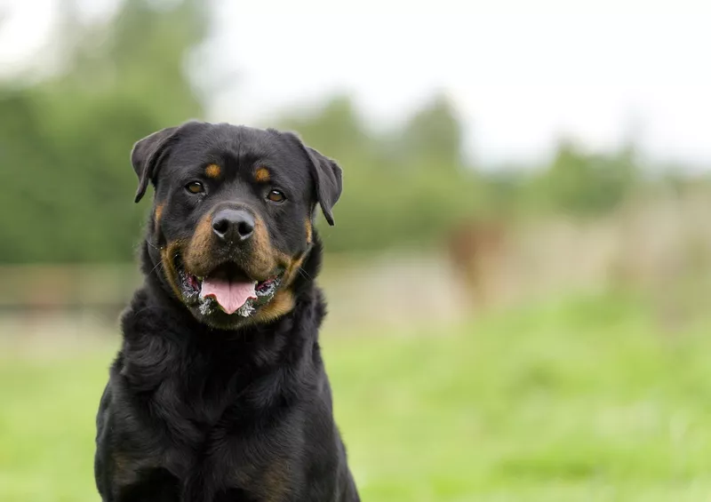 Rottweiler