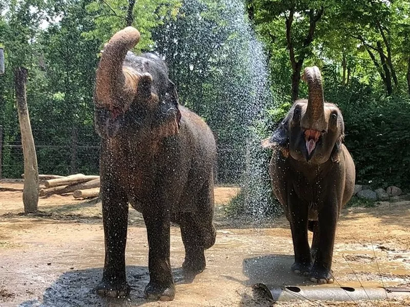 Cincinnati Zoo