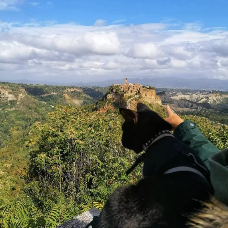 Cat traveling in Italy