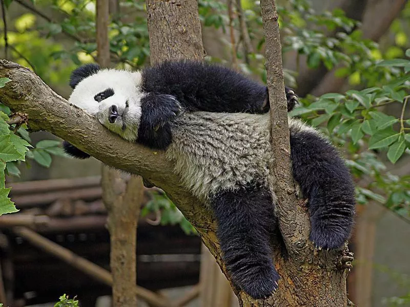 Panda in a tree