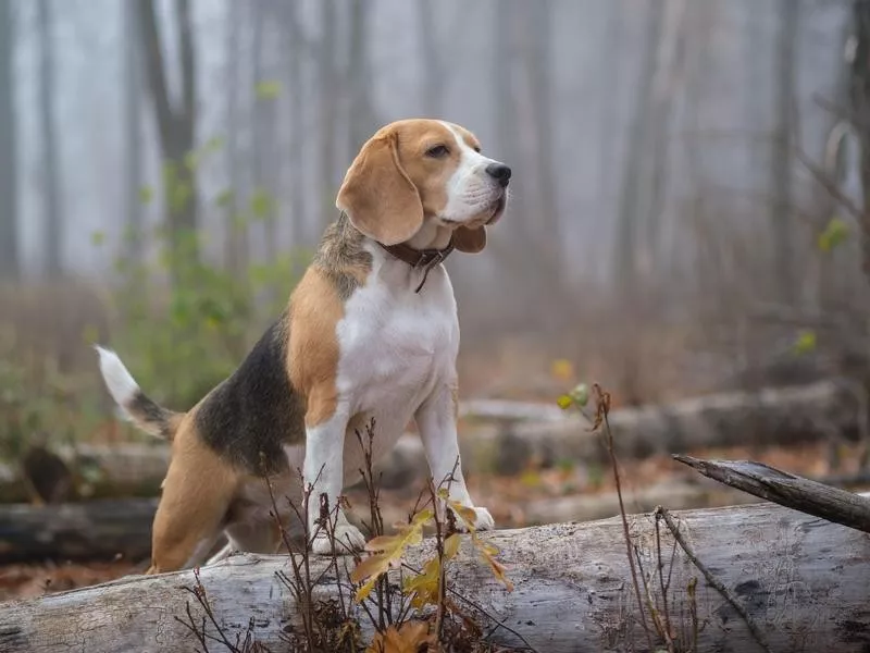 Beagle