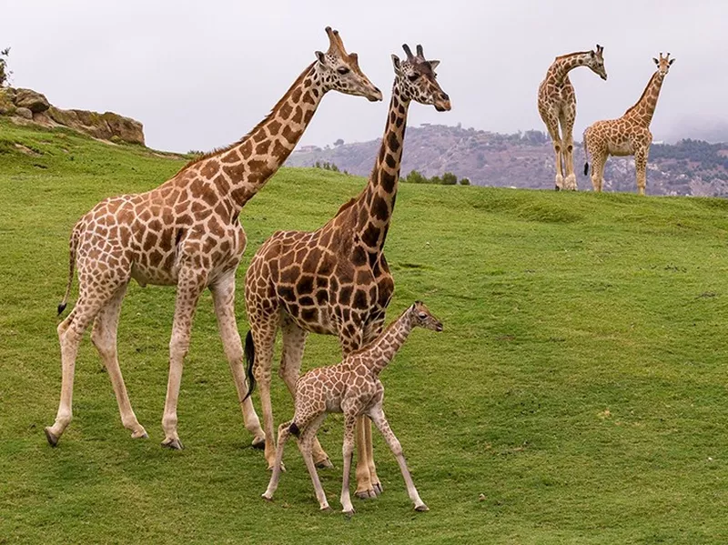 San Diego Zoo