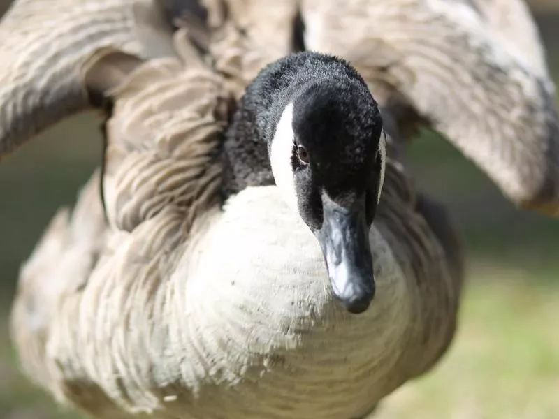 Canadian Geese