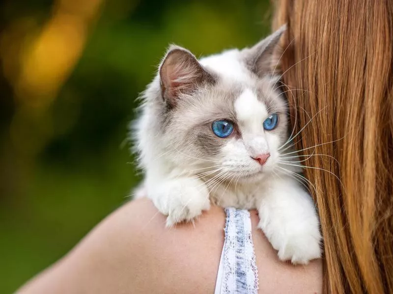 Ragdoll