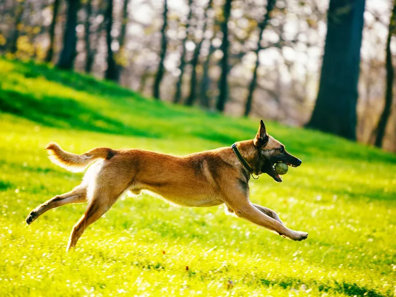 Beautiful male Belgian Malinois