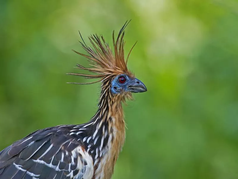 hoatzin