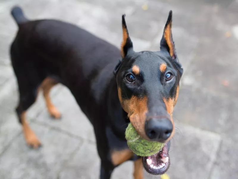 doberman