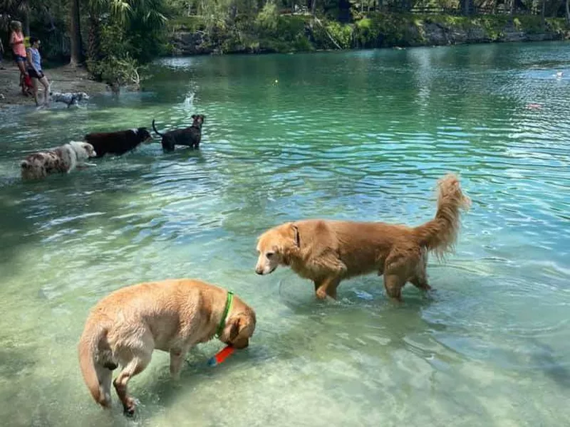 Snyder Park's Bark Park