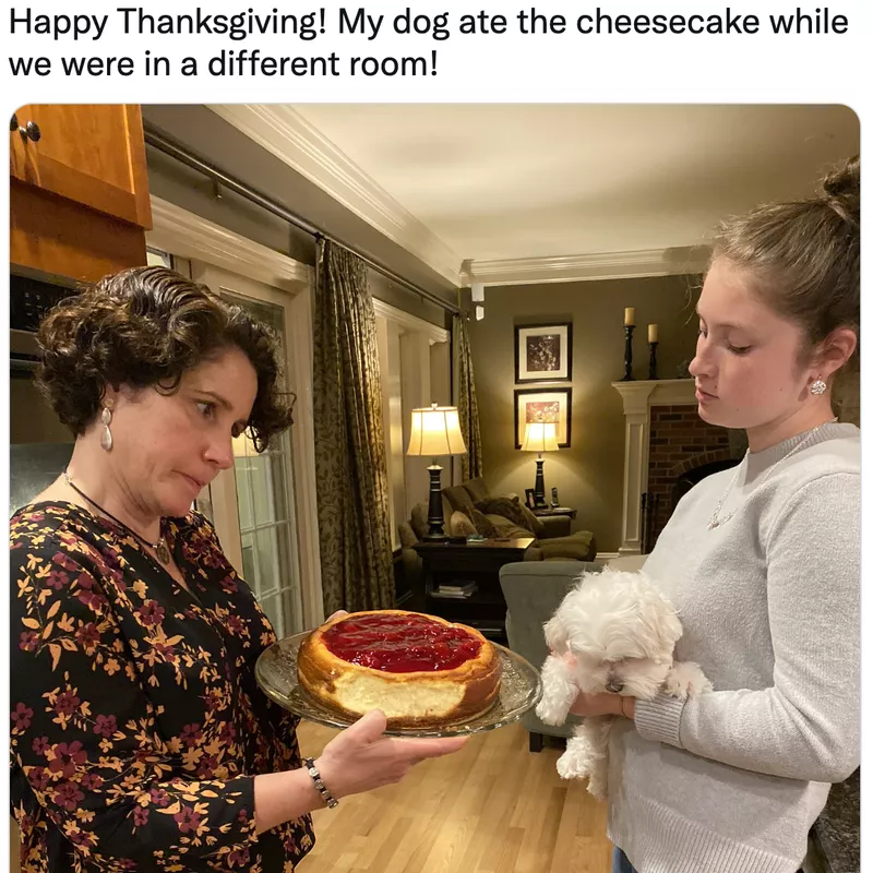 Dog who ate the cheesecake