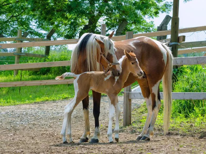 Pinto Arabian horses - mare and newborn foal