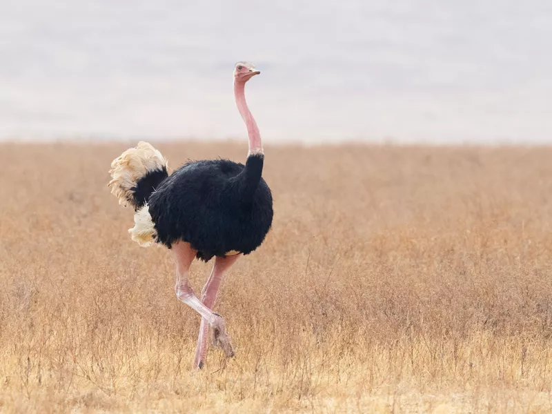 Ostrich