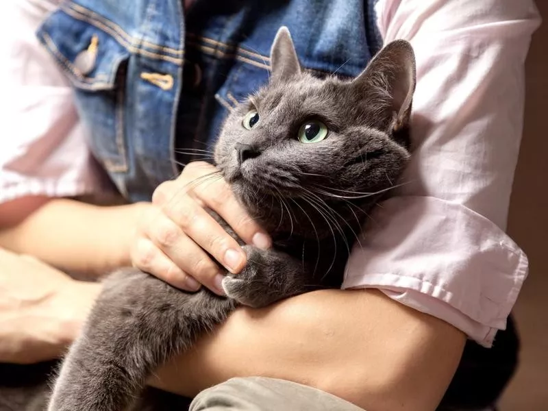 Russian Blue cat