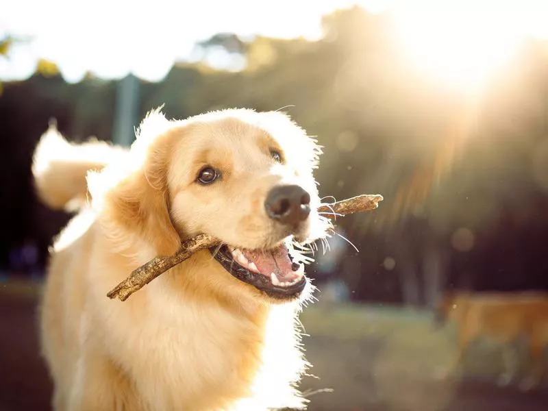 Golden Retriever